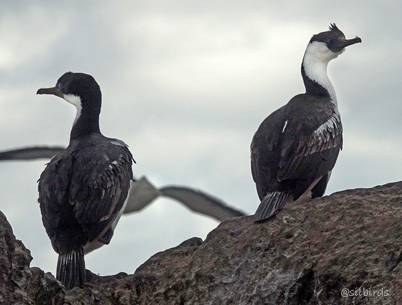 Imperial Cormorant - ML510319101