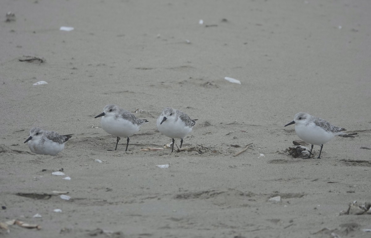 Bécasseau sanderling - ML510319871