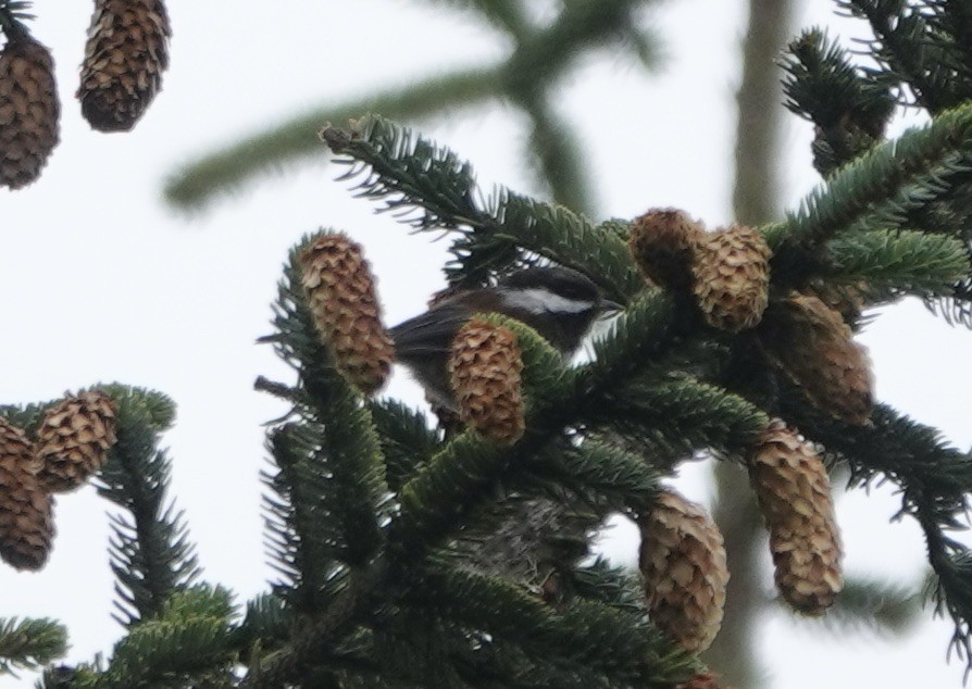 Chestnut-backed Chickadee - ML510321371