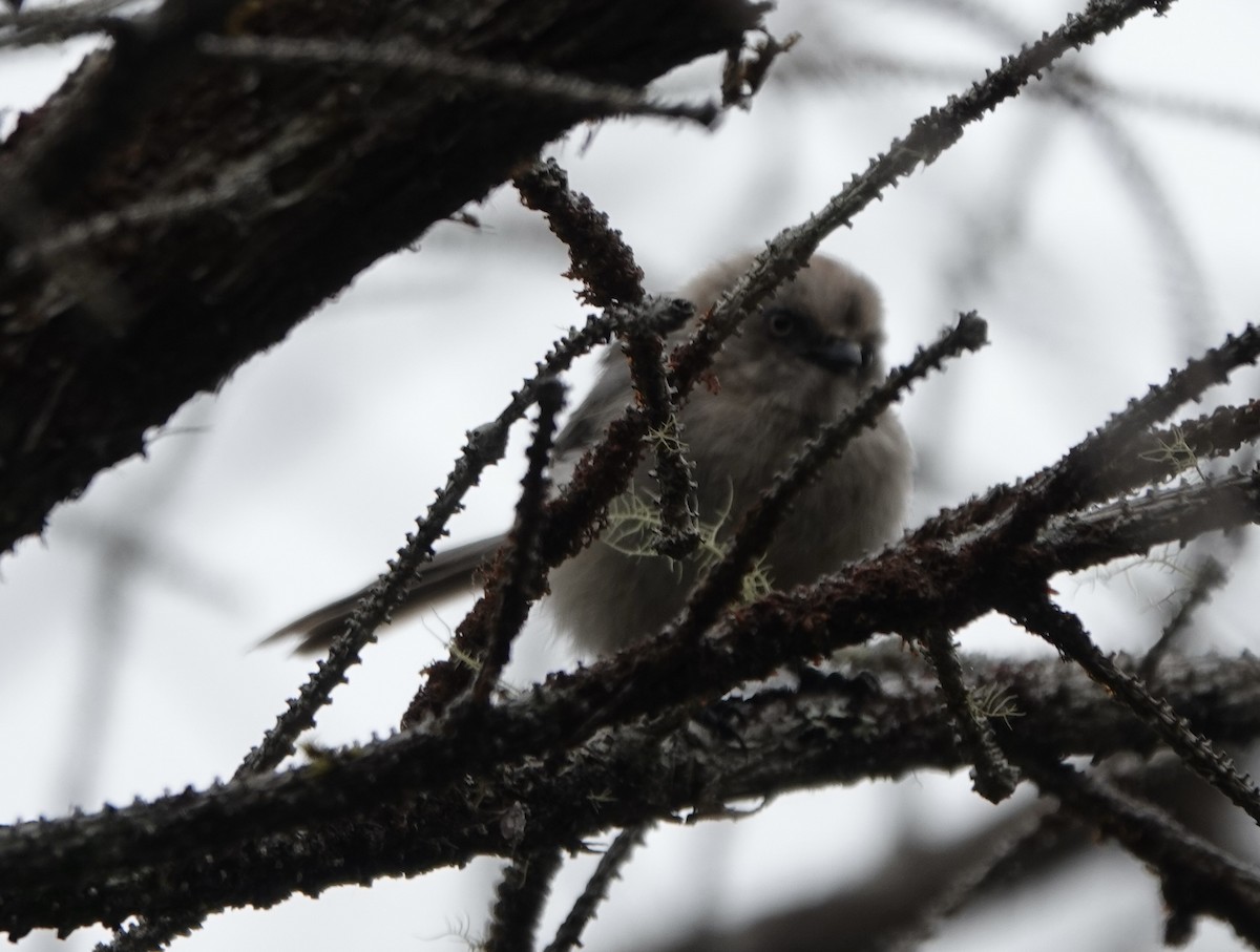 Bushtit - ML510321381