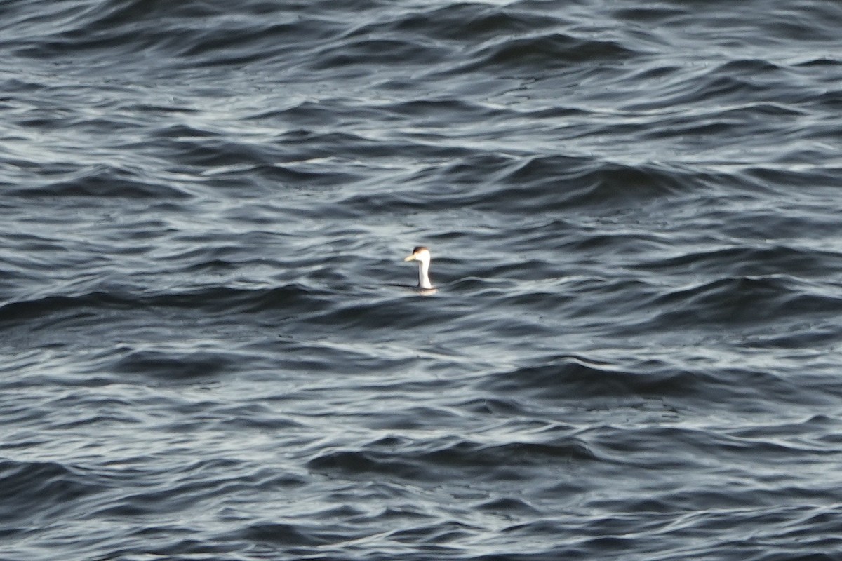 Clark's Grebe - ML510322181