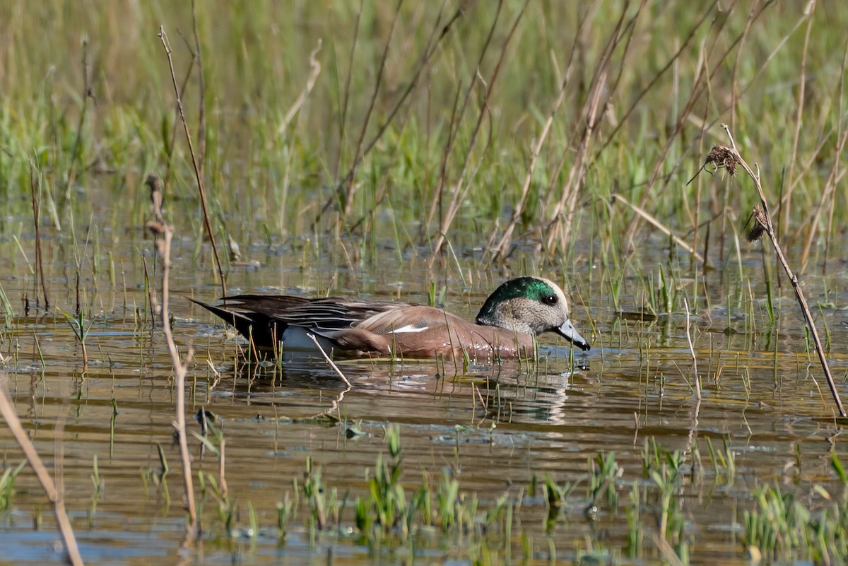 American Wigeon - ML510324031