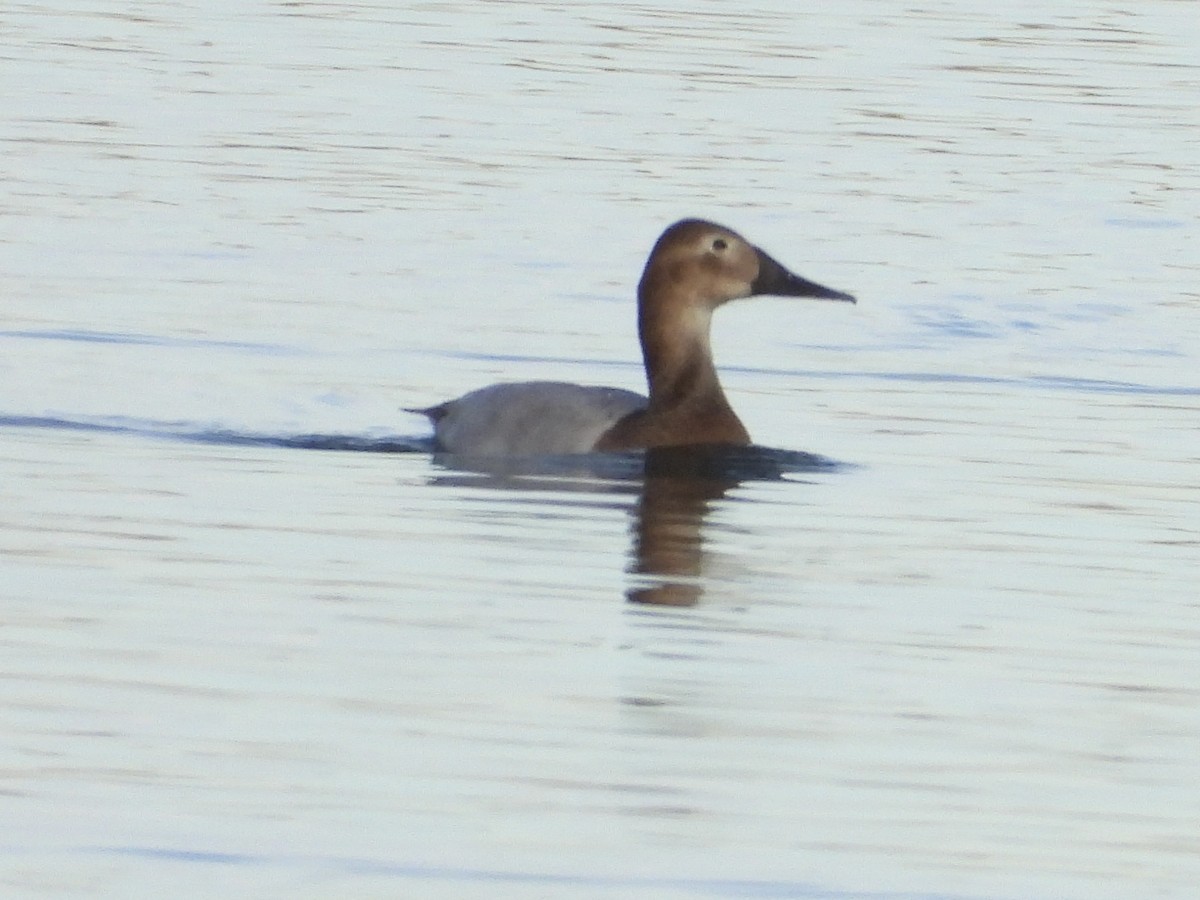 Canvasback - ML510326161