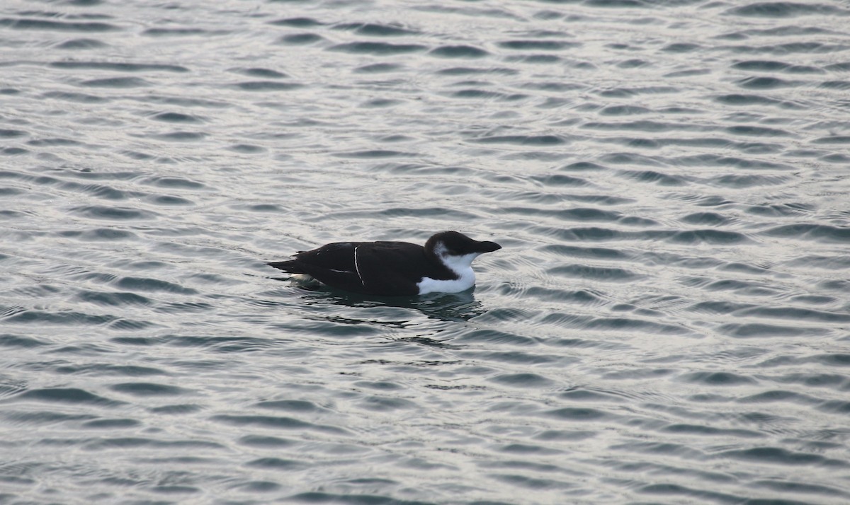 Razorbill - ML510326811
