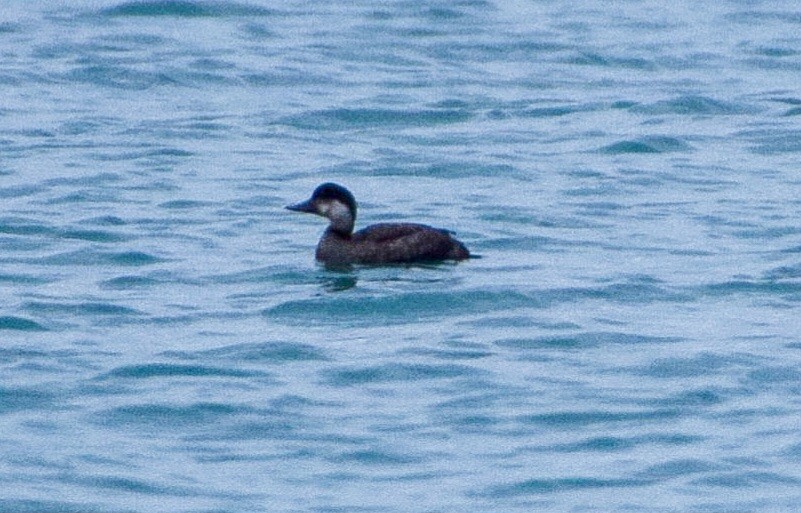 Common Scoter - ML510327981