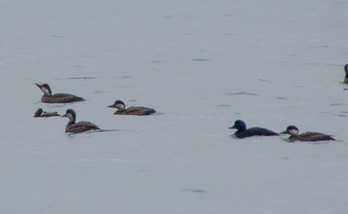 Common Scoter - ML510328041