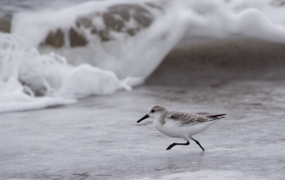 Sanderling - ML510328181