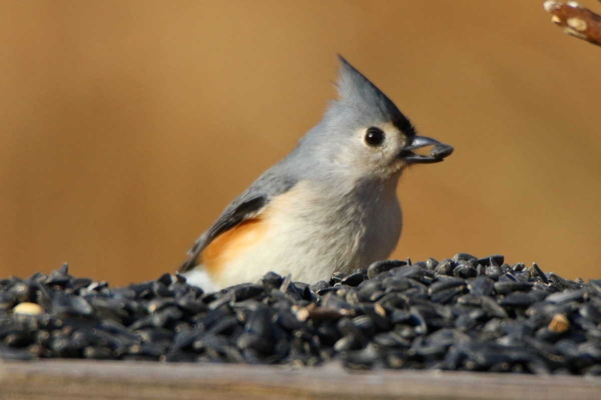 Tufted Titmouse - Joe Baldwin