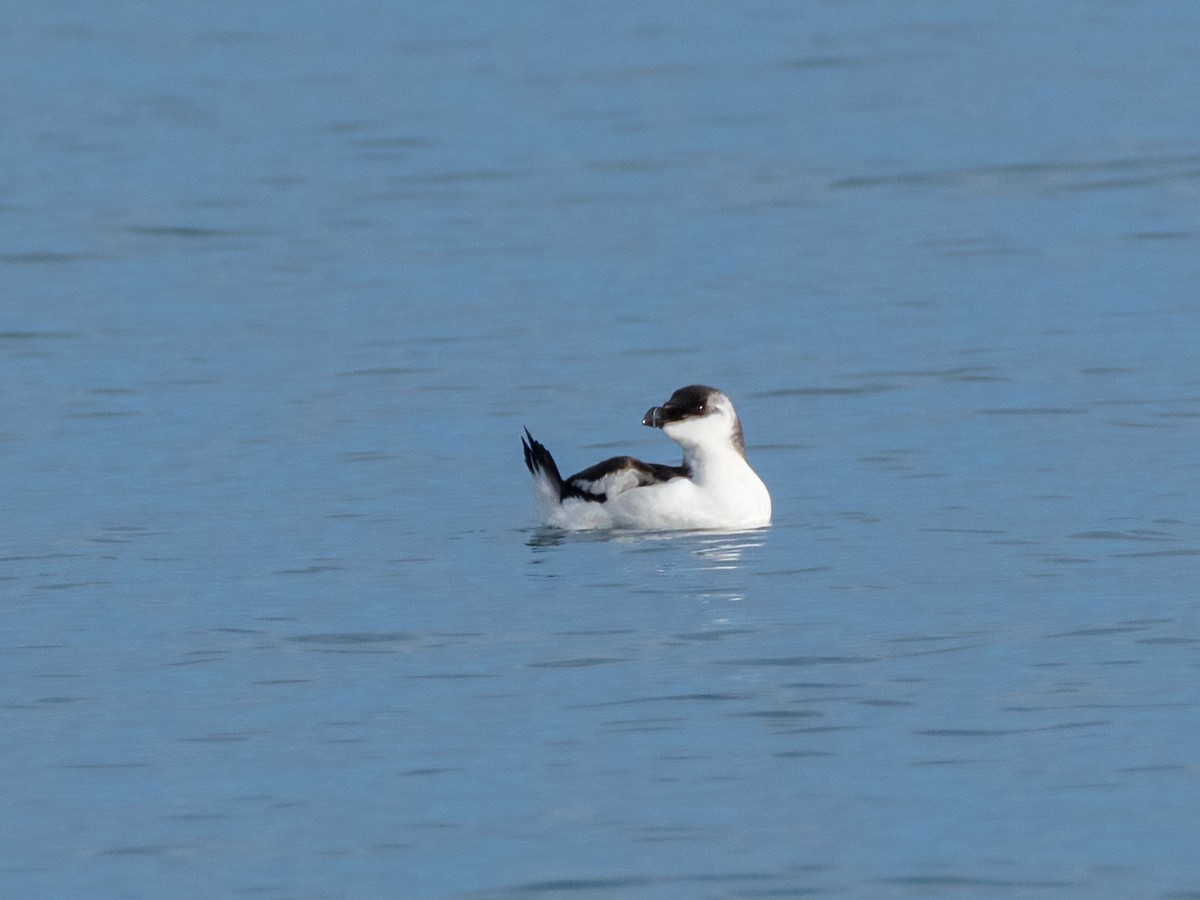 Razorbill - ML510330301