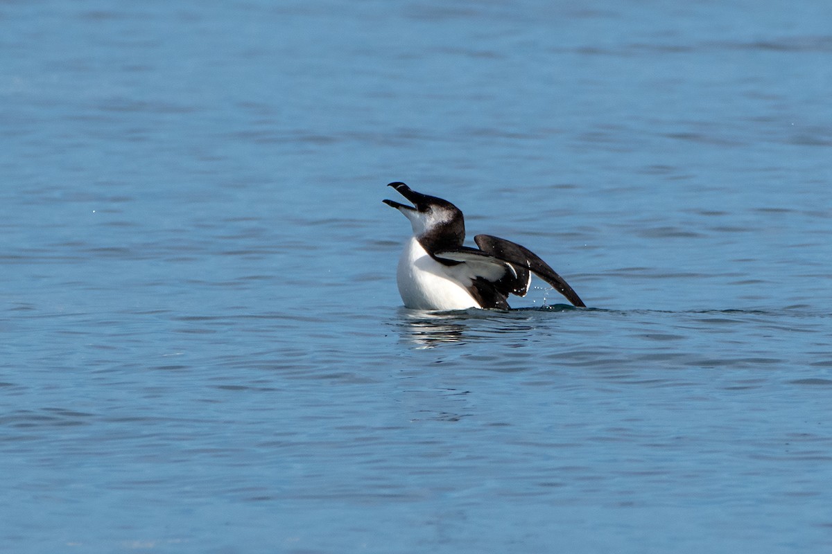 Razorbill - Saki Tsilianidis