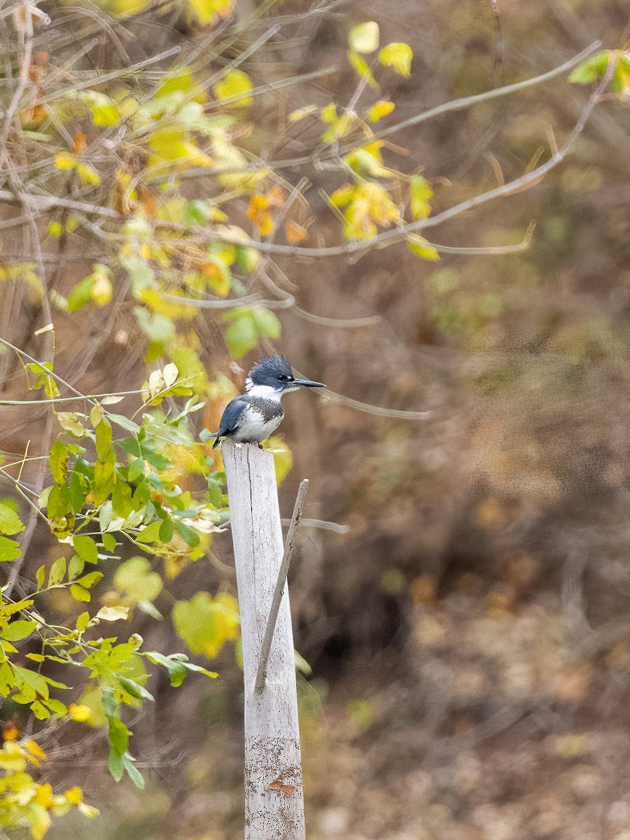 Belted Kingfisher - ML510330501
