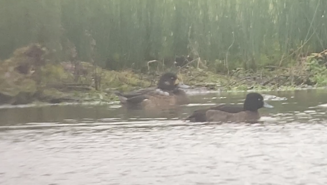 Greater Scaup - ML510330591