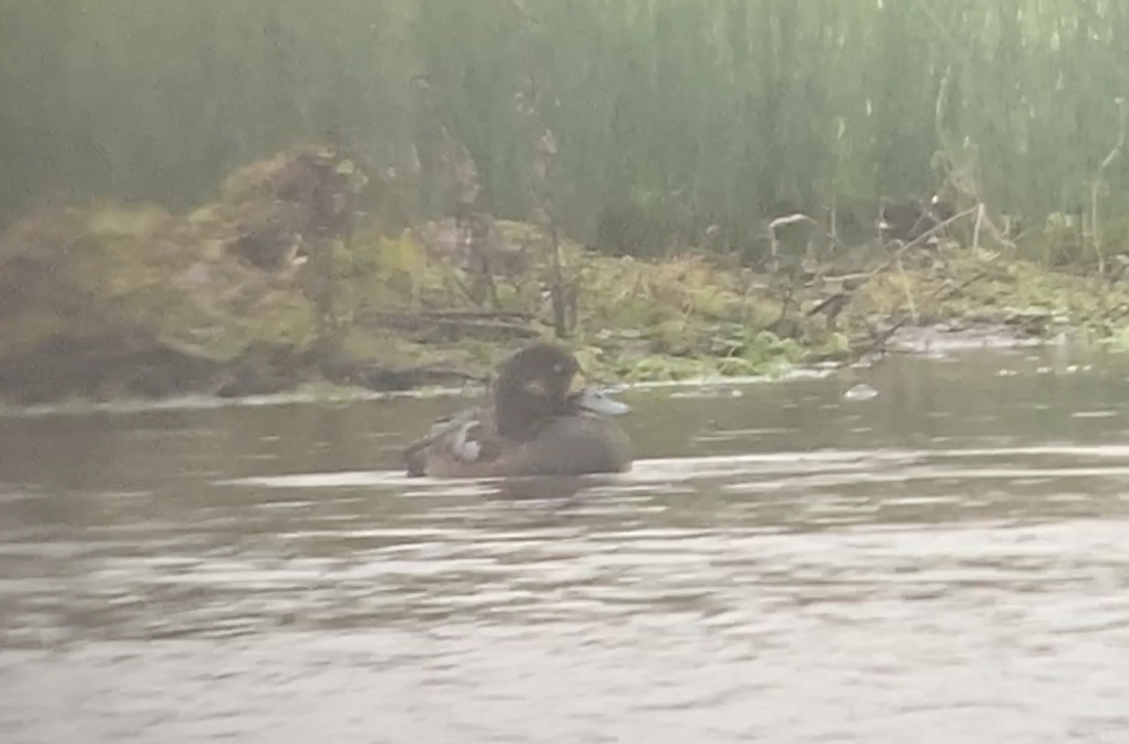 Greater Scaup - ML510330601