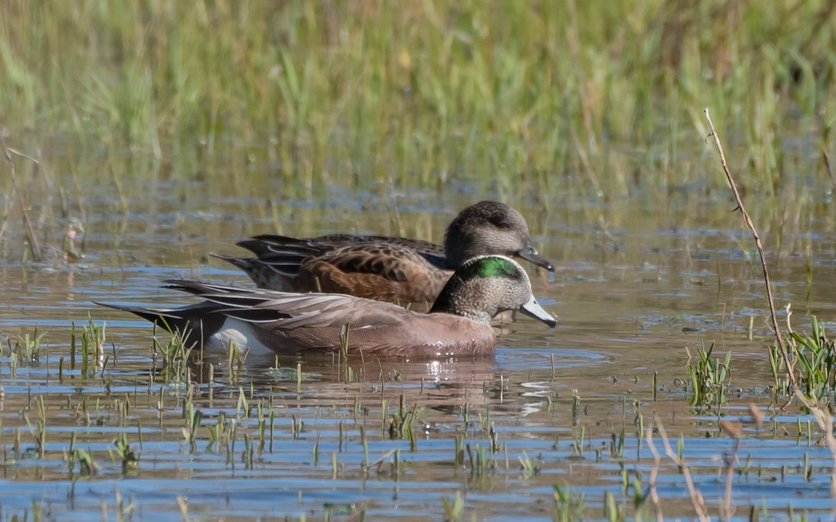 American Wigeon - ML510331081