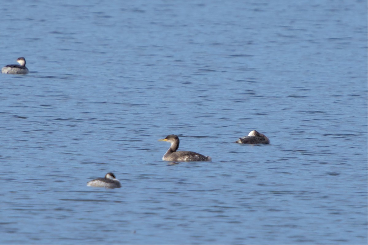 Red-necked Grebe - ML510332041