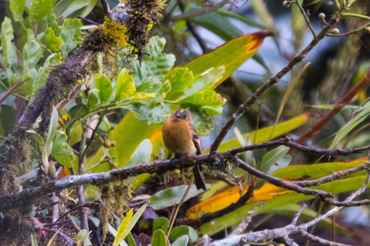 Cinnamon Flycatcher - Roland Pfeiffer