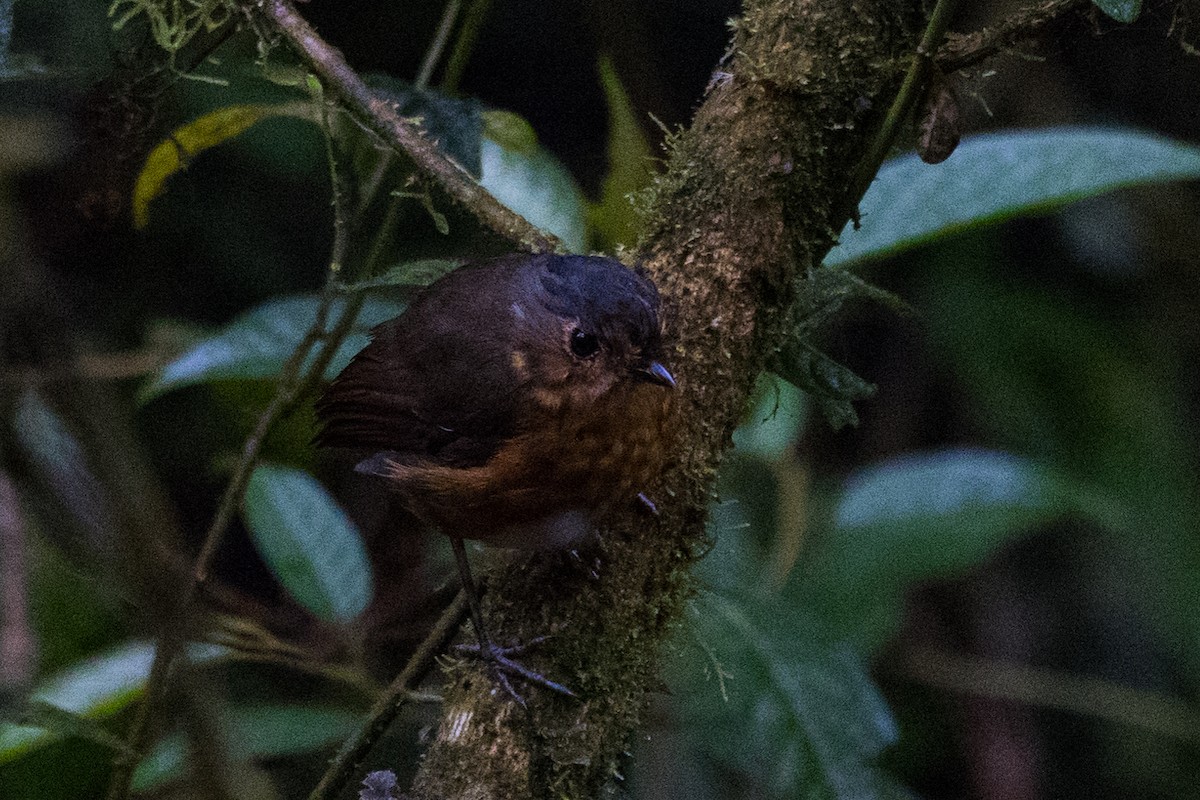 Slate-crowned Antpitta - ML510332621