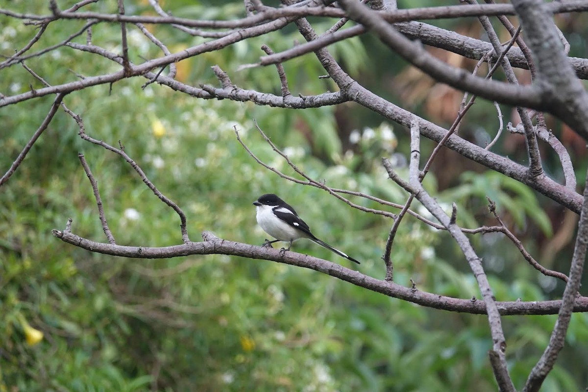 Tropical Boubou - AC Verbeek