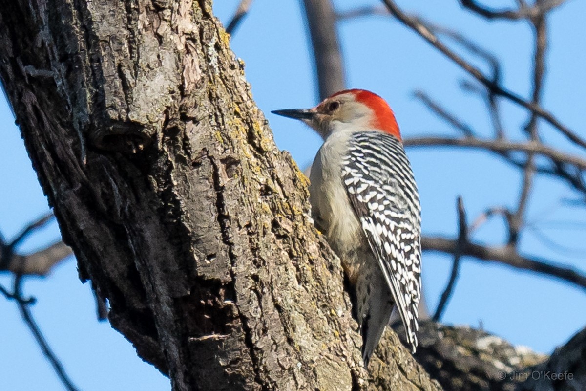 Red-bellied Woodpecker - ML510333461