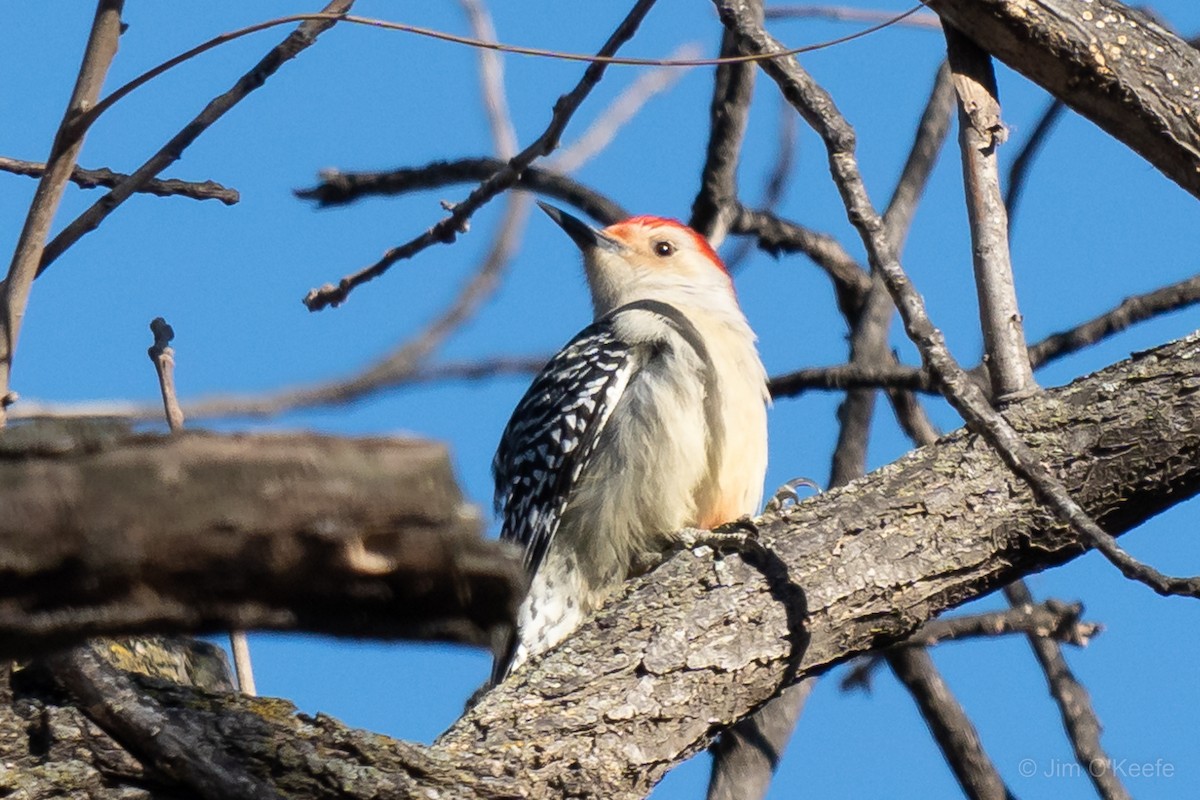 Red-bellied Woodpecker - ML510333671
