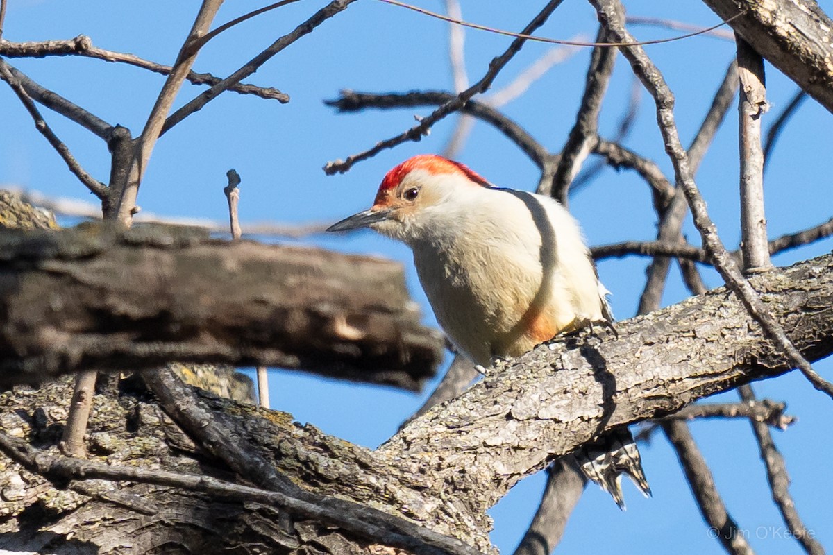 Red-bellied Woodpecker - ML510333731