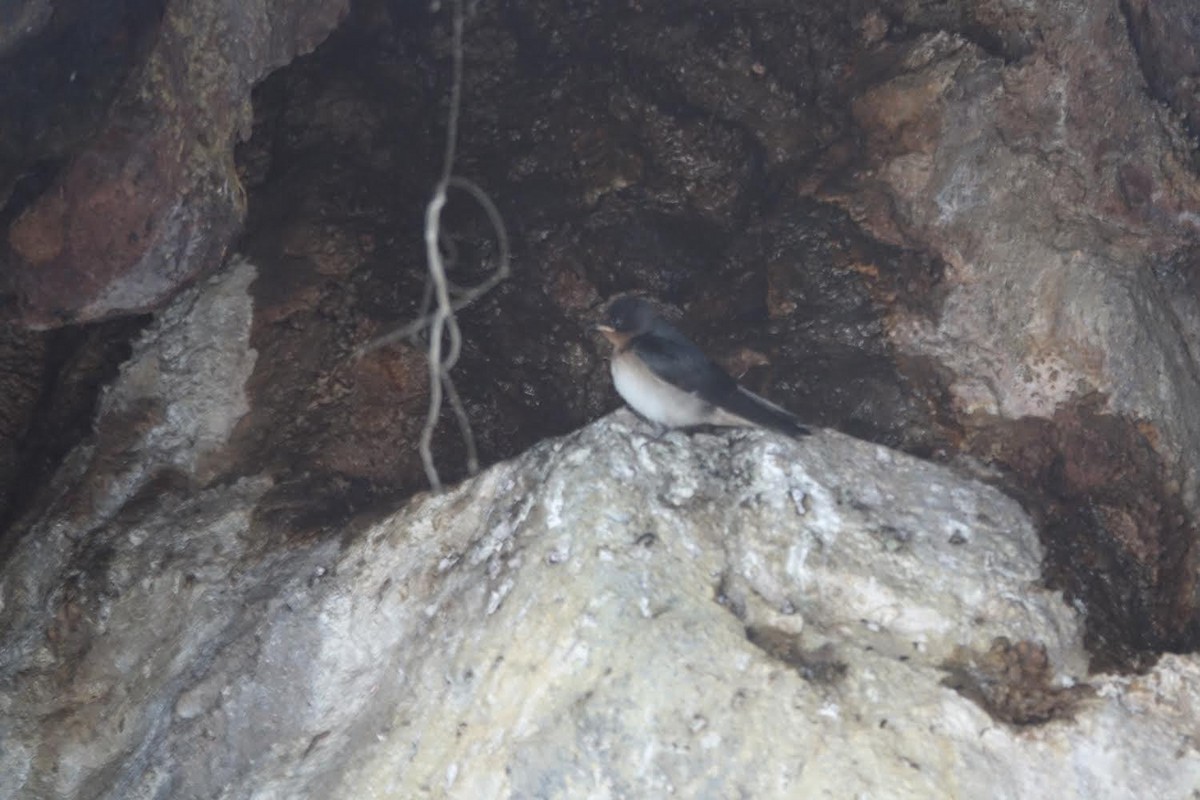 Golondrina Angoleña - ML510334061