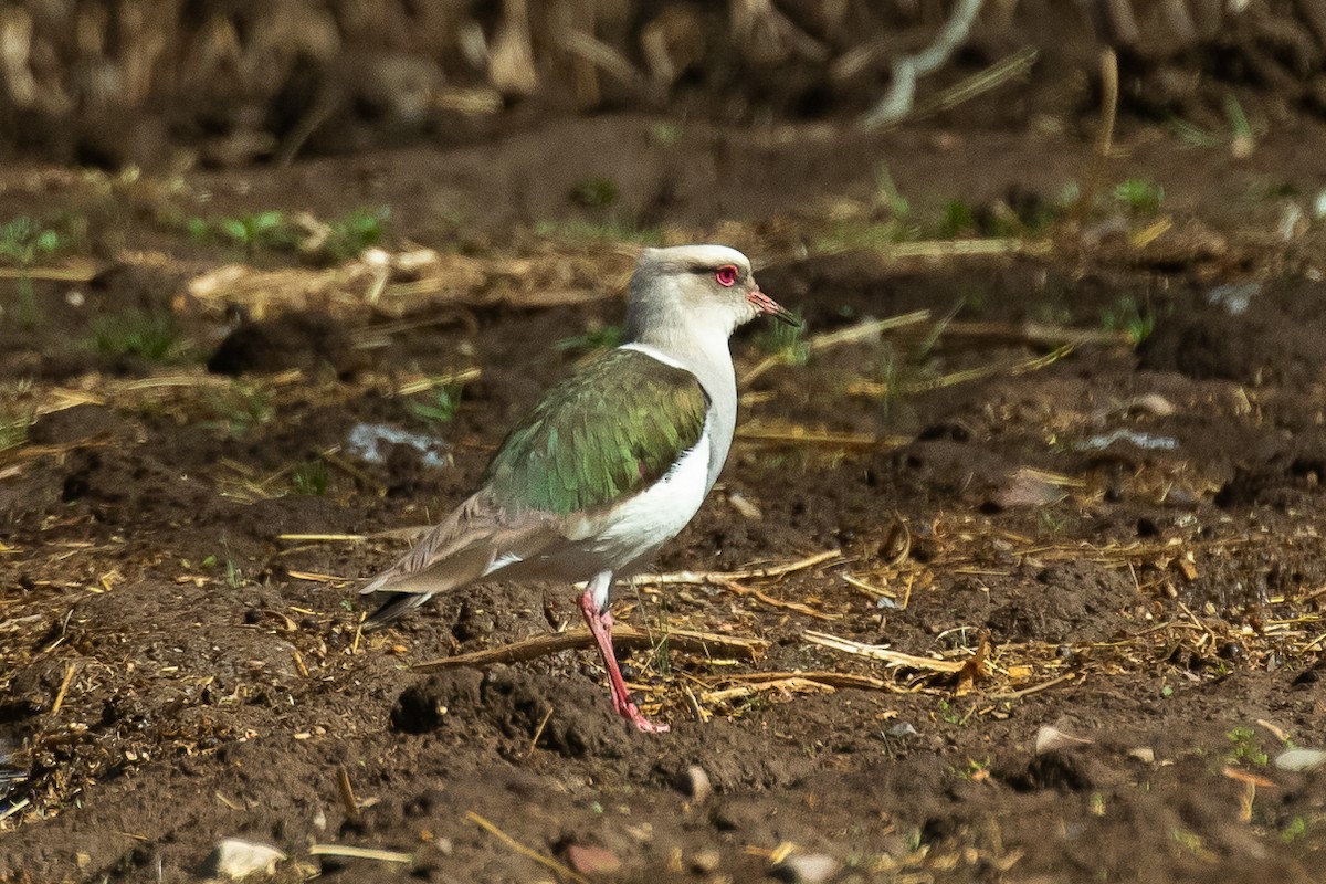 Andean Lapwing - Francesco Veronesi