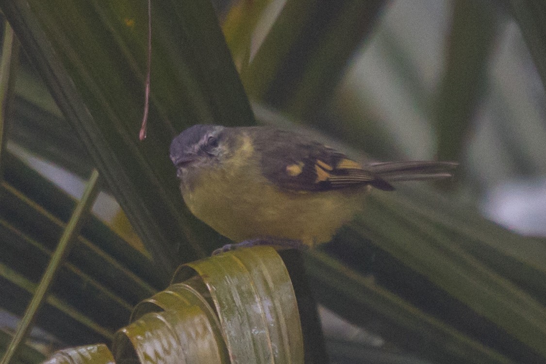 Sulphur-bellied Tyrannulet - Roland Pfeiffer