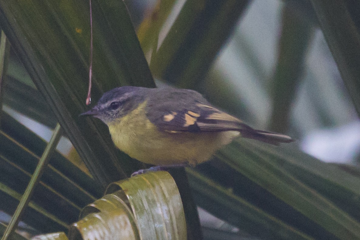 Sulphur-bellied Tyrannulet - Roland Pfeiffer