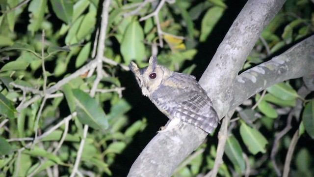 Indian Scops-Owl - ML510334781