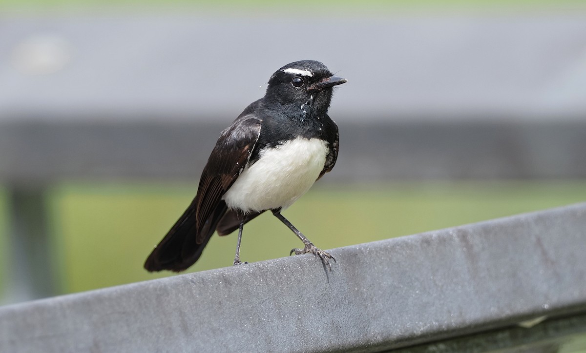 Willie-wagtail - ML510336011