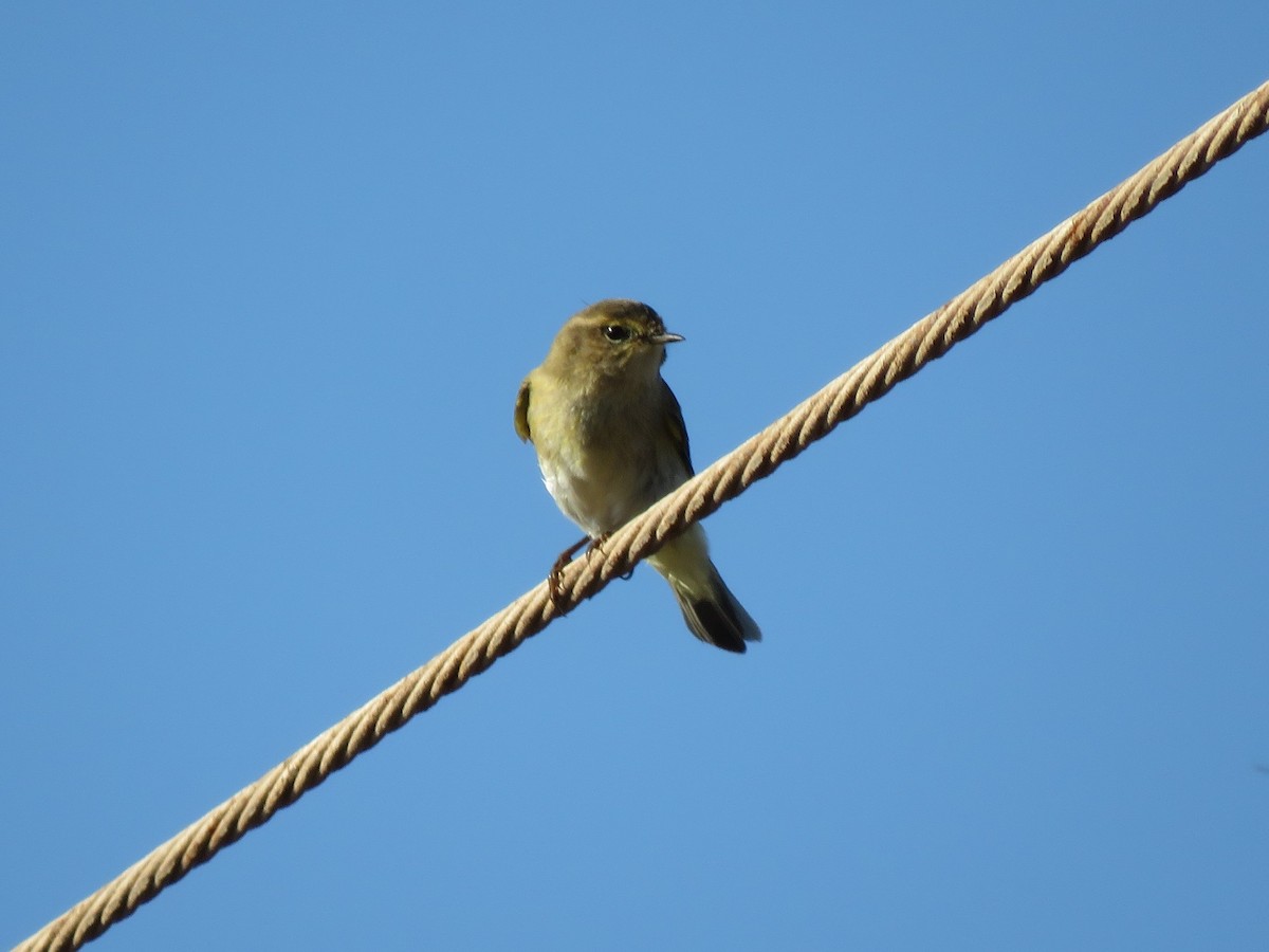 Common Chiffchaff - ML510336231