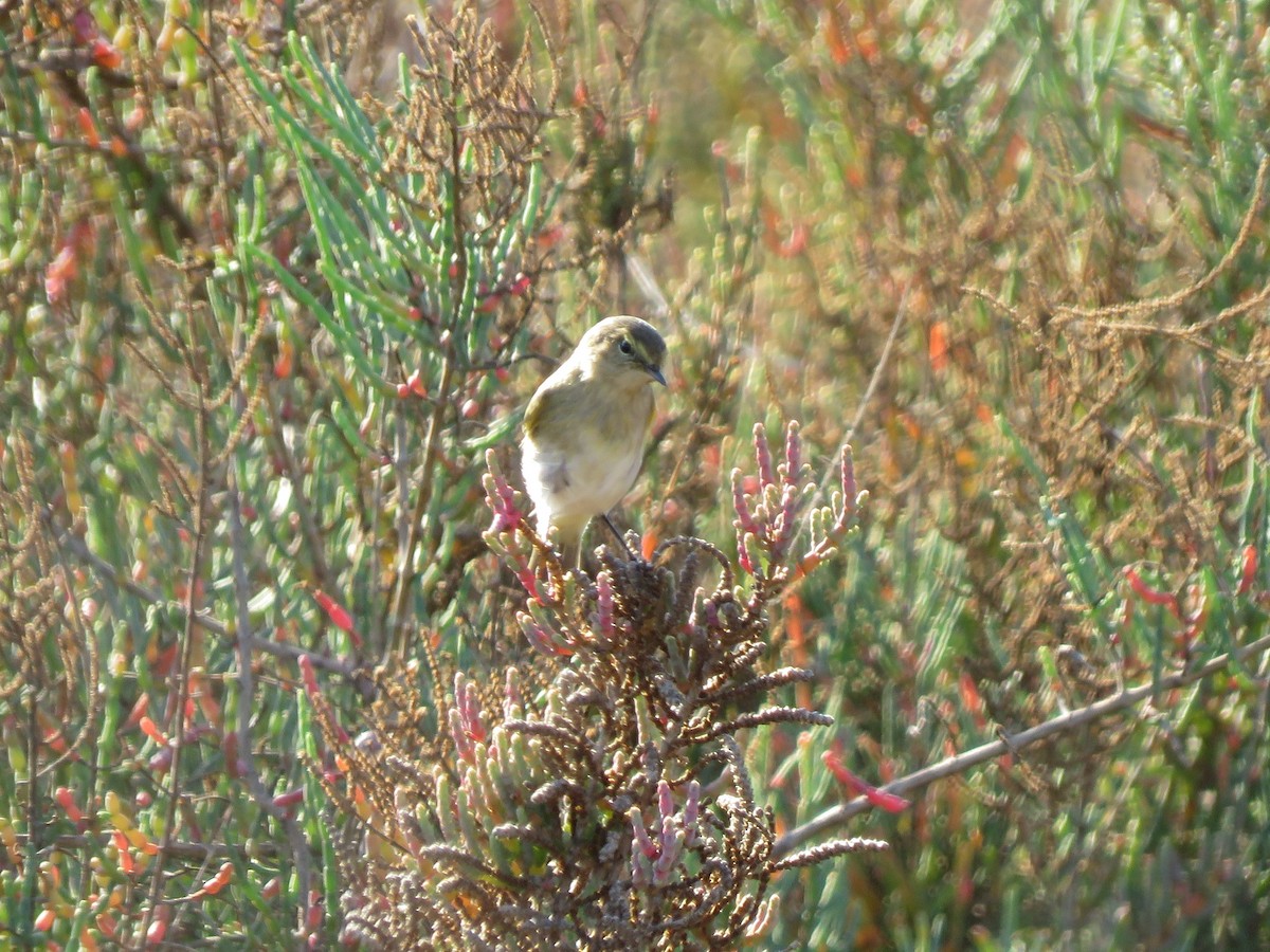 Common Chiffchaff - ML510336251