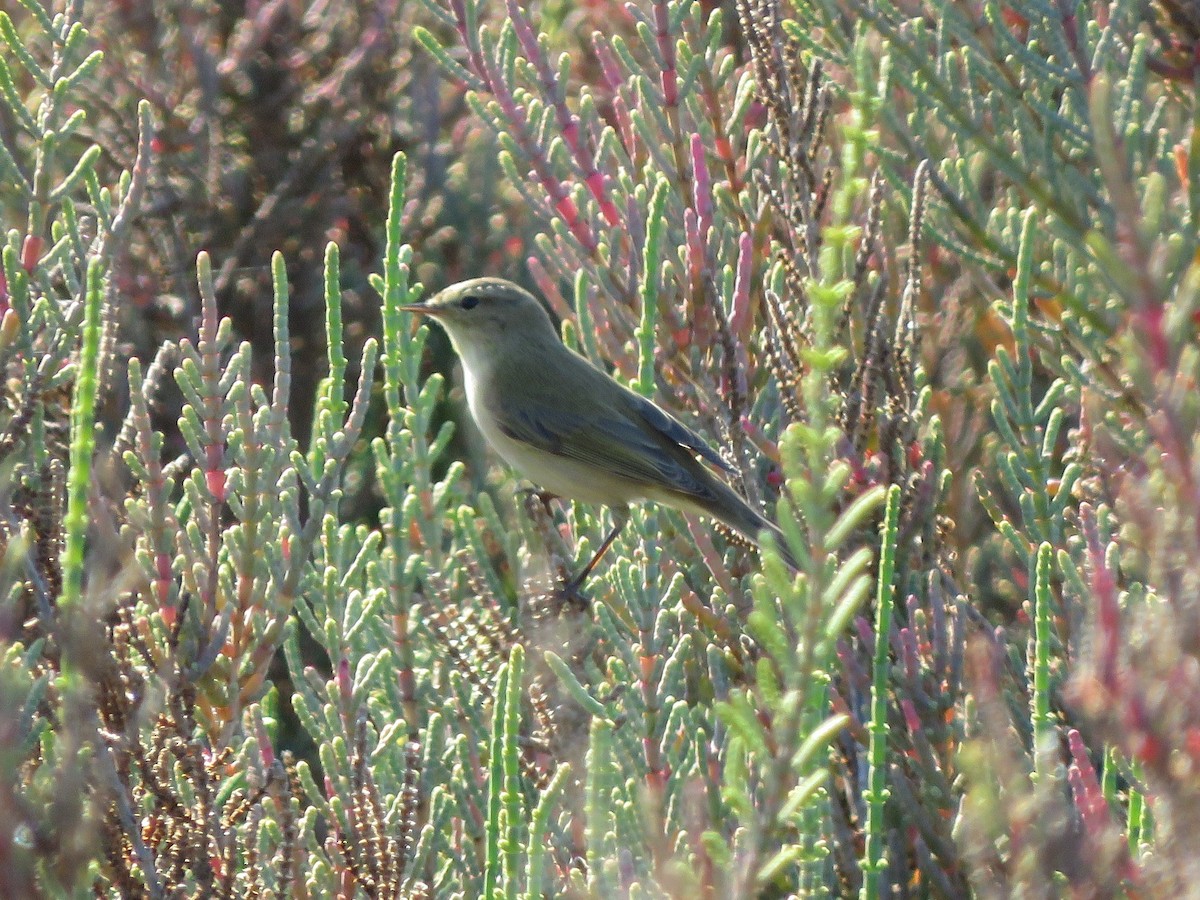 Common Chiffchaff - ML510336261