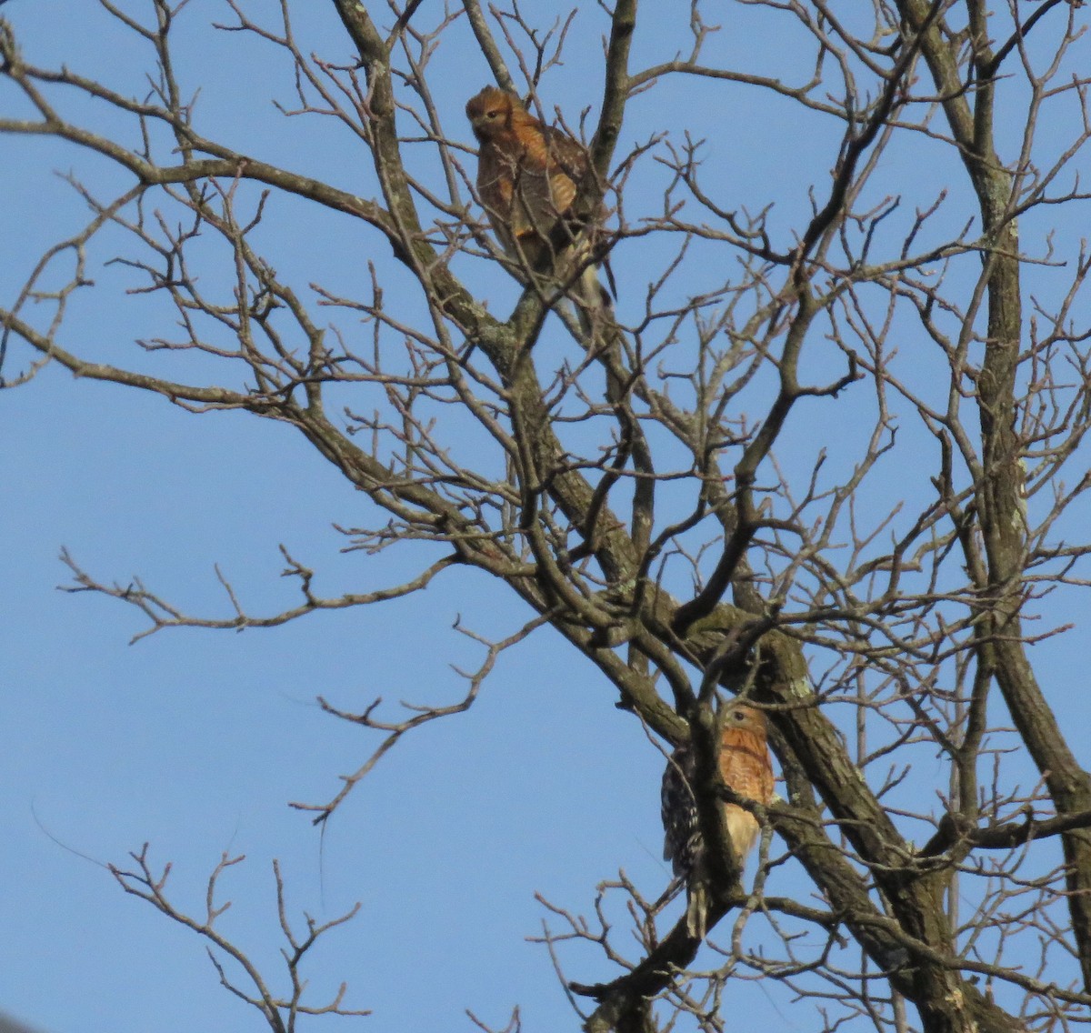 Red-shouldered Hawk - ML510336301