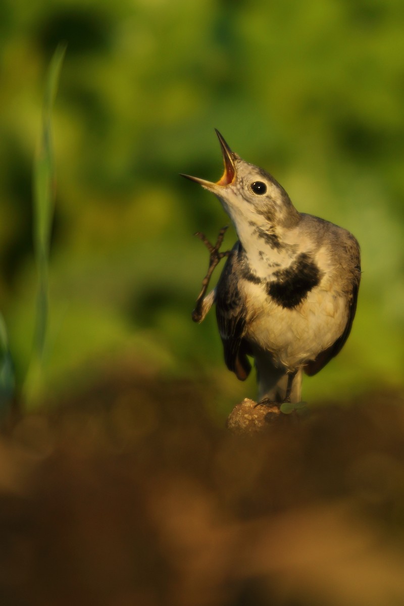 White Wagtail - ML510336591