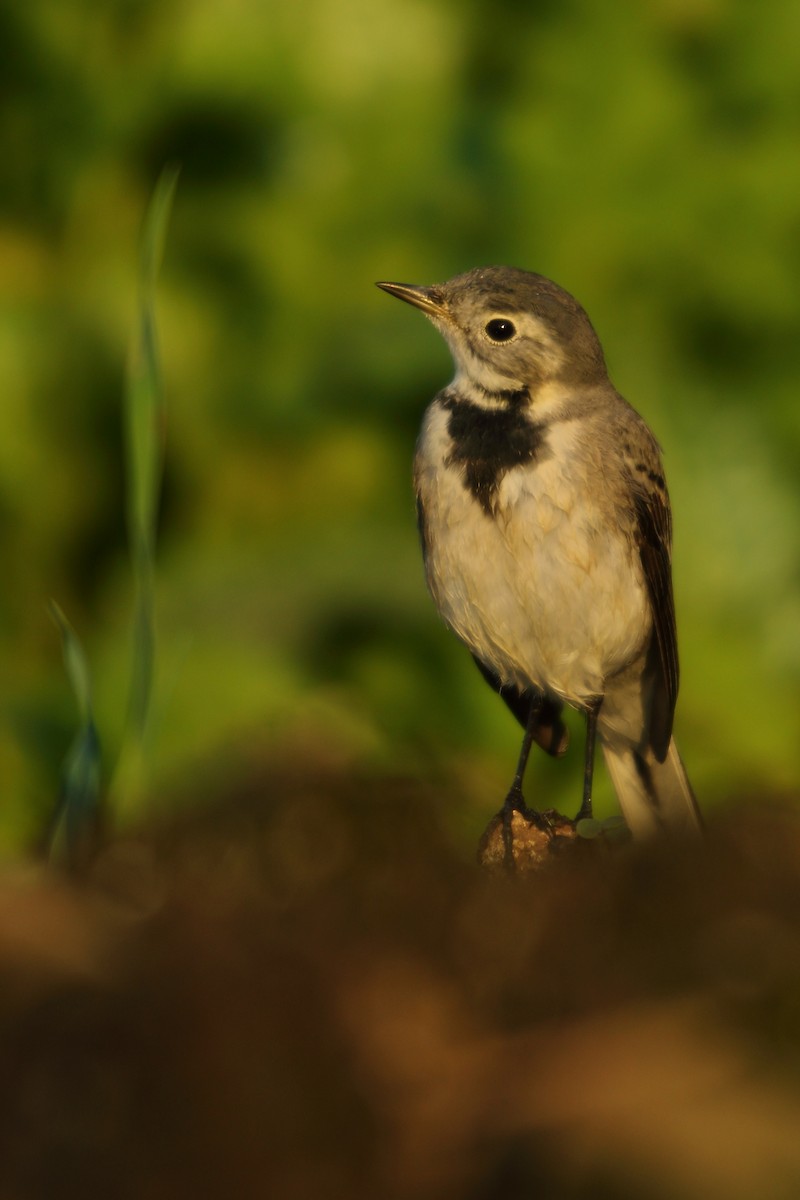White Wagtail - ML510336601