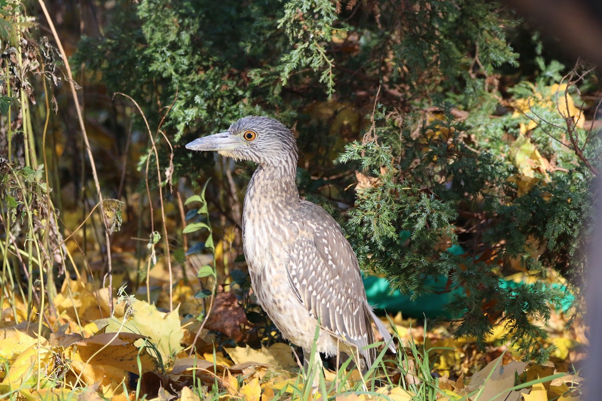 Yellow-crowned Night Heron - ML510339001