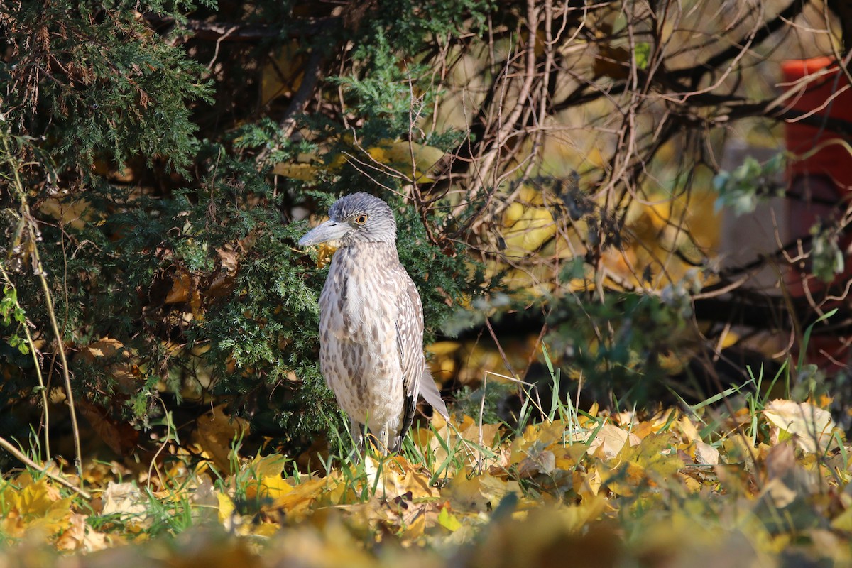 Yellow-crowned Night Heron - ML510339201