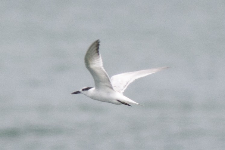 Sandwich Tern - Gordon Green