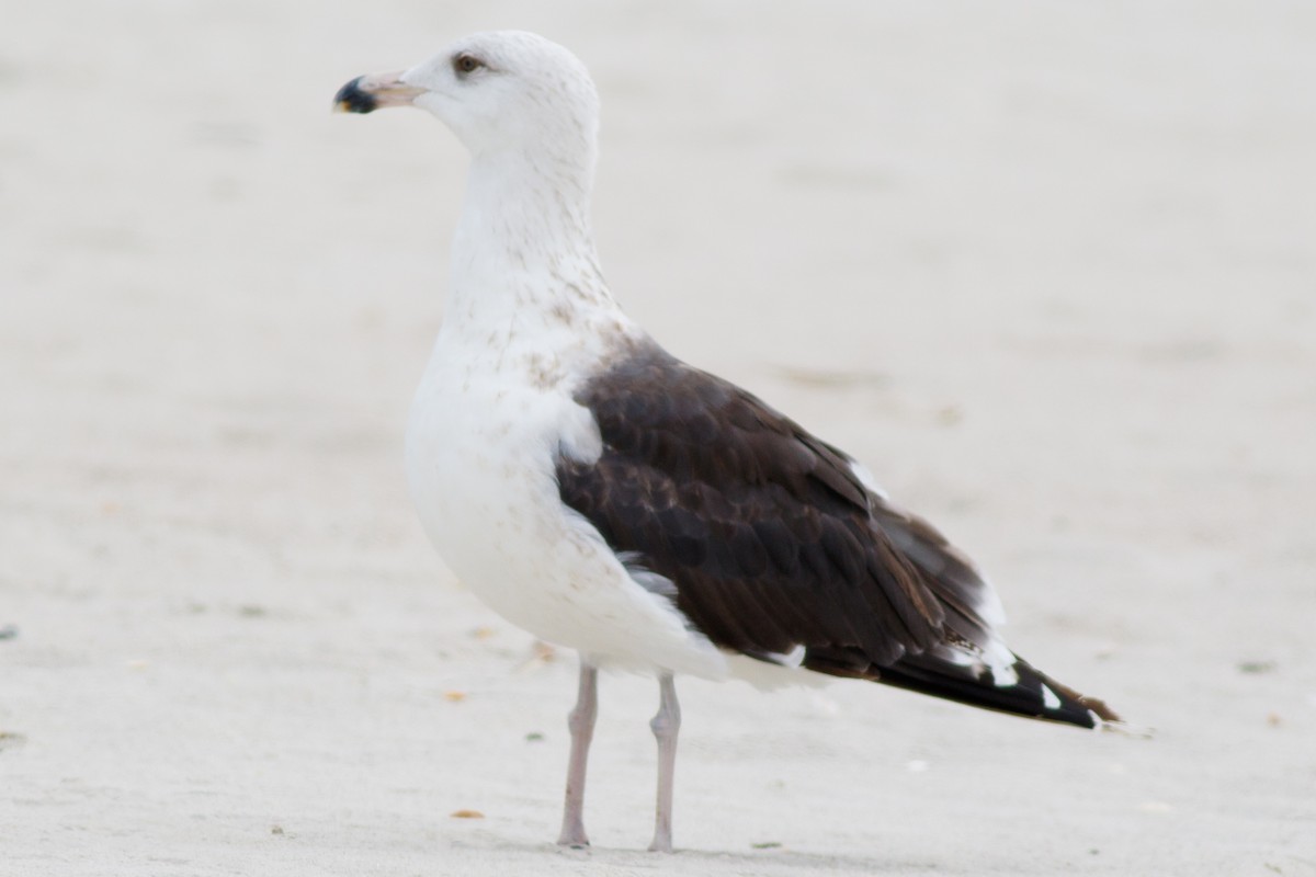 Great Black-backed Gull - ML510345951