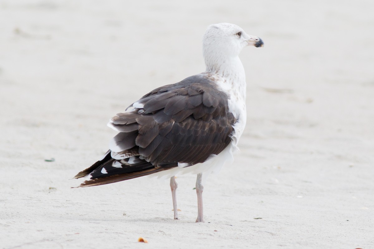 Great Black-backed Gull - ML510345961