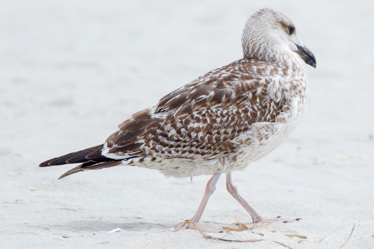 Great Black-backed Gull - Gordon Green