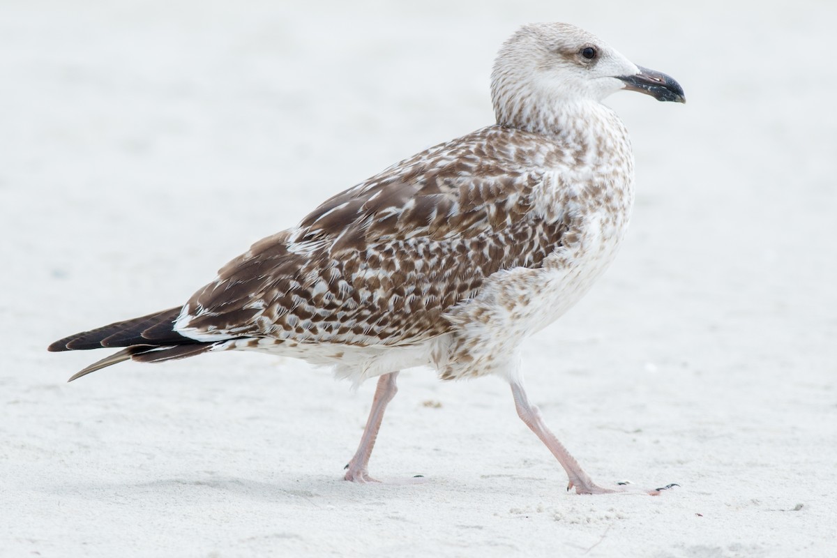 Great Black-backed Gull - Gordon Green