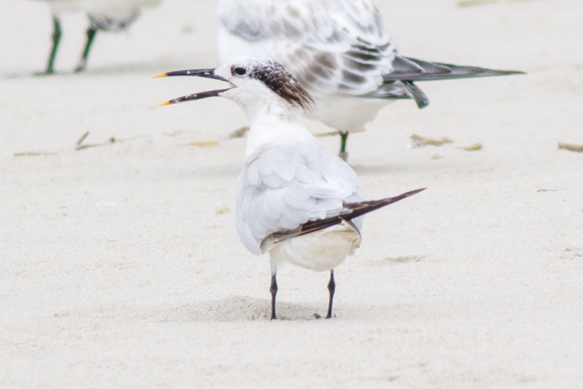 Sandwich Tern - ML510346251