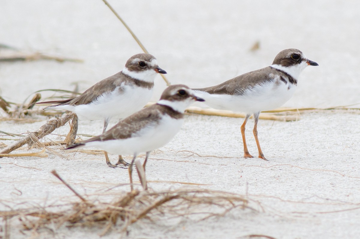 Semipalmated Plover - Gordon Green