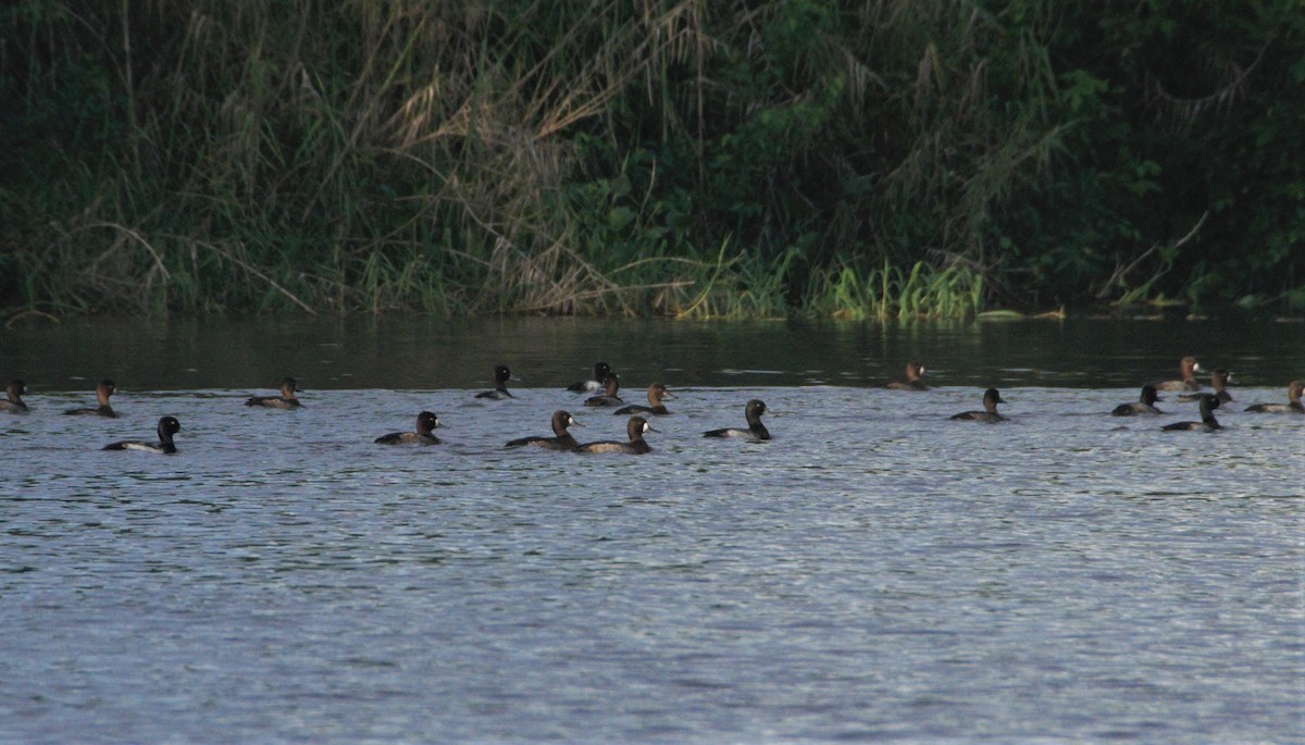 Lesser Scaup - ML510347561