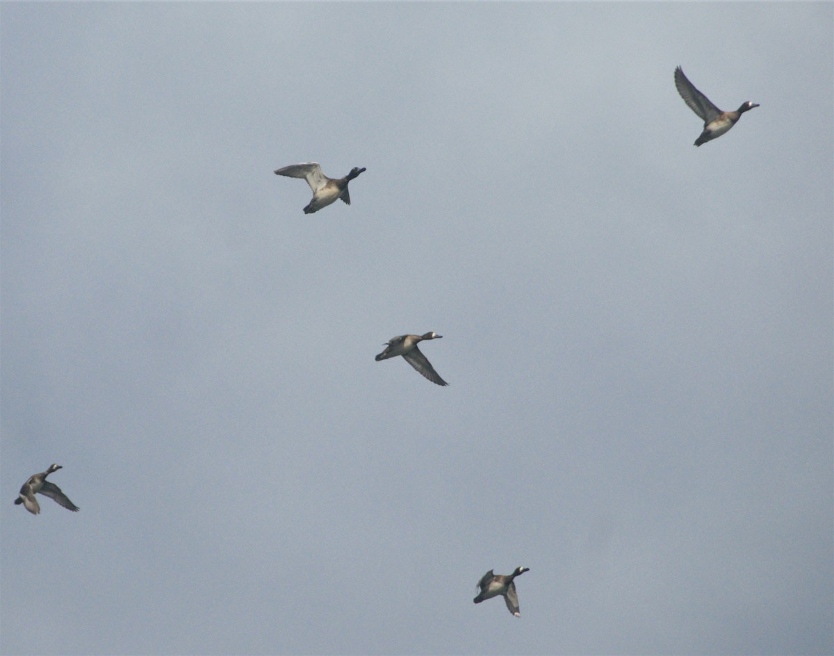 Lesser Scaup - oswaldo saballos