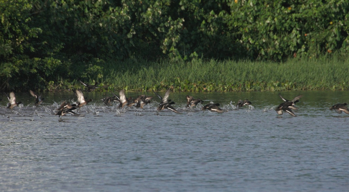 Lesser Scaup - oswaldo saballos