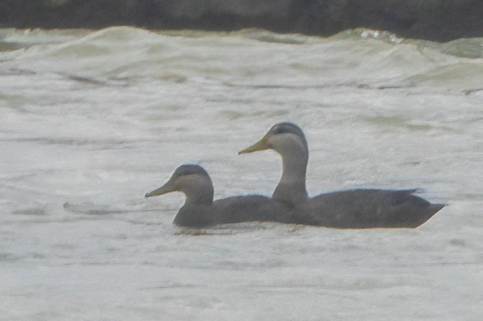 American Black Duck - Gustino Lanese